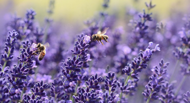 Lavender Essential Oil