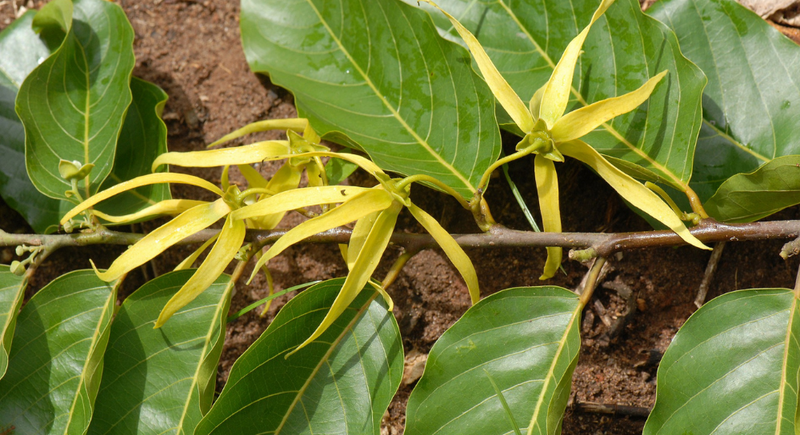 Ylang Ylang Essential Oil