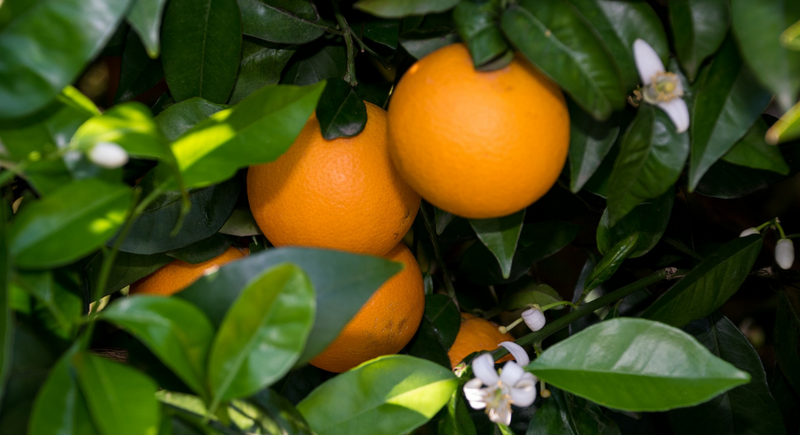 Orange Essential Oil