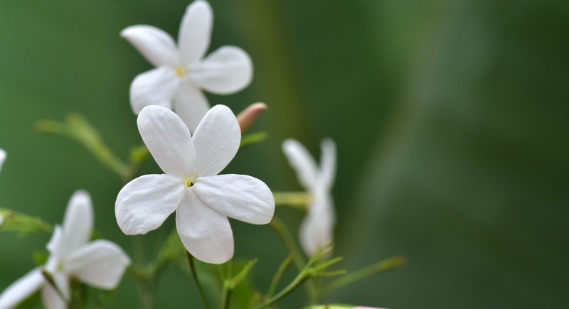 Jasmine Essential Oil