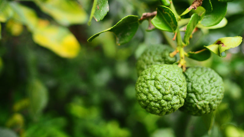 Bergamot Essential Oil