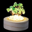 Growth & Positivity Crystal Tree Light - Green Aventurine