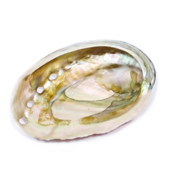 Abalone Shell (5-7cm)